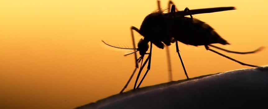 Komar Aedes albopictus, powszechny w Portugalii, przenosi choroby jak denga, zika i chikungunya