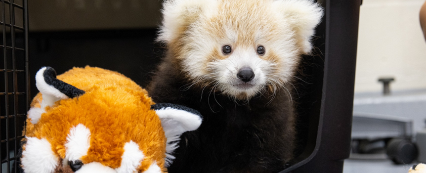 Pandka ruda