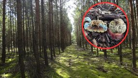 Niespotykany gatunek grzybów pojawił się w Poznaniu