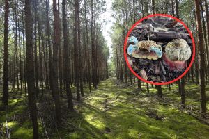 Niespotykany gatunek grzybów pojawił się w Poznaniu