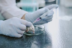 Całkowita eliminacja testów na zwierzętach jest niemożliwa