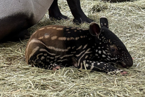 Narodziny tapira malajskiego