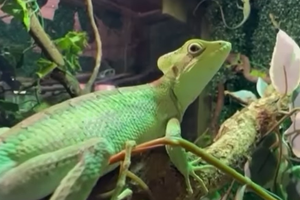 Dziewiczy poród w zoo