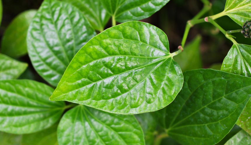kava-kava