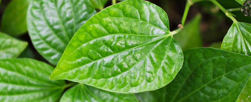 kava-kava