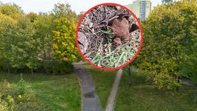 Rzadki gatunek grzyba pojawił się w Poznaniu