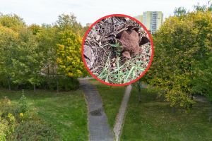 Rzadki gatunek grzyba pojawił się w Poznaniu