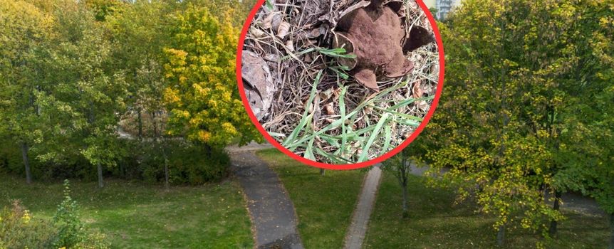 Rzadki gatunek grzyba pojawił się w Poznaniu