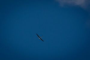 dron