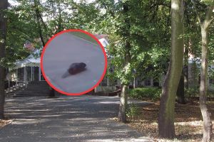 Zaobserwowano bobry w Parku Sołackim w Poznaniu