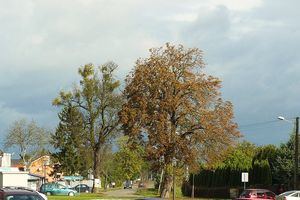 Rokietnica pod Poznaniem