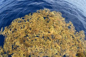 Sargassum