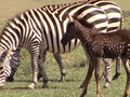 Tira to zebra z kropkami zamiast pasków
