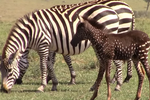 Tira to zebra z kropkami zamiast pasków