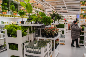 sklep Ikea rosliny 