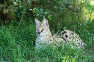 Serwal sawannowy na Dolnym Śląsku