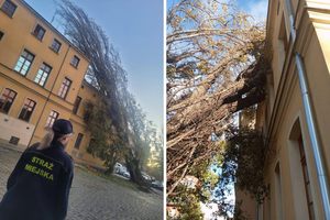 Wichura we Wrocławiu