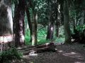 Cisy Staropolskie