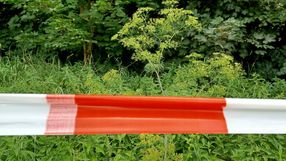 Barszcz Sosnowskiego