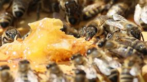 pszczoły na plastrze