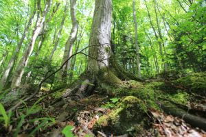Niedźwiedzie brunatne w Bieszczadach: jak rozpoznać ich obecnosć?