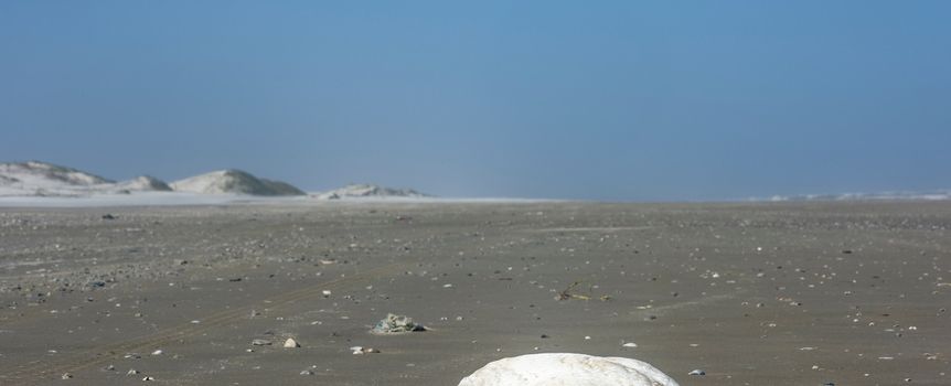 Martwe pingwiny na plażach Sao Paulo