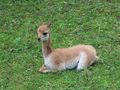 Wikunia
