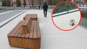 Ptaki uderzają w balustrady Mostów Berdychowskich w Poznaniu