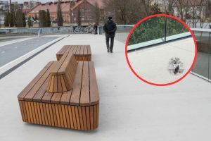 Ptaki uderzają w balustrady Mostów Berdychowskich w Poznaniu