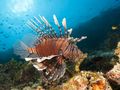 Inwazyjna skrzydlica ognista, znana jako lionfish, rozprzestrzenia się w basenie Morza Śródziemnego