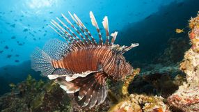 Inwazyjna skrzydlica ognista, znana jako lionfish, rozprzestrzenia się w basenie Morza Śródziemnego