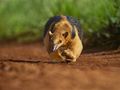 Tamandua południowa