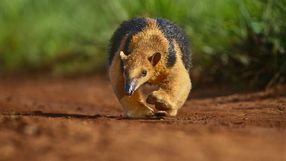 Tamandua południowa