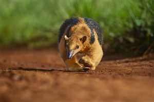 Tamandua południowa