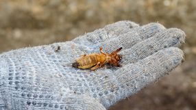 Jak rozpoznać turkucia w ogrodzie?