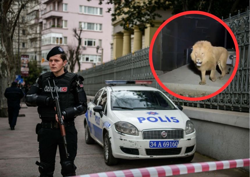 Turcja. Lew uciekł z zoo