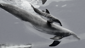 Zmarł młdy delfin z zoo w Chicago