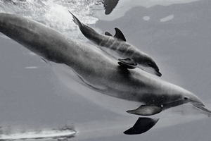 Zmarł młdy delfin z zoo w Chicago