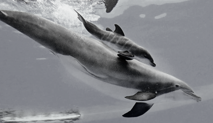 Zmarł młdy delfin z zoo w Chicago