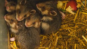 Chomiki z ZOO Wrocław