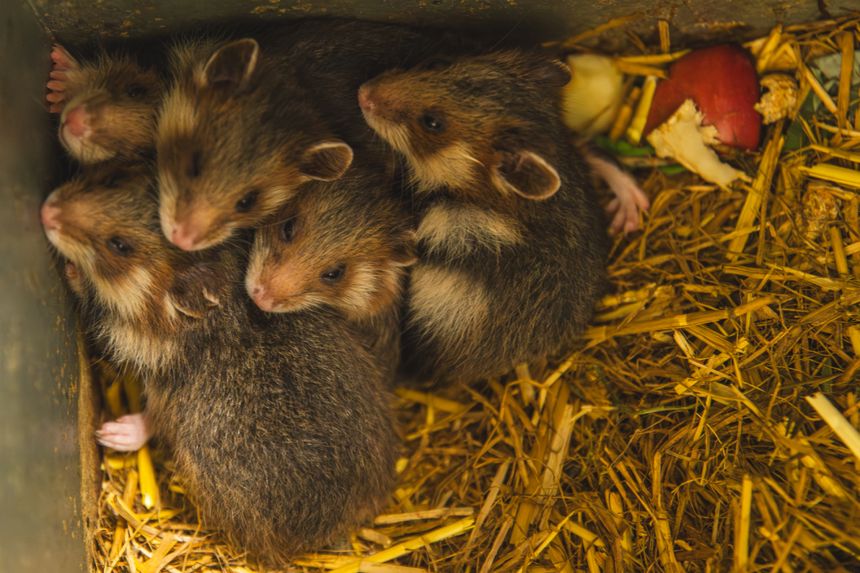 Chomiki z ZOO Wrocław