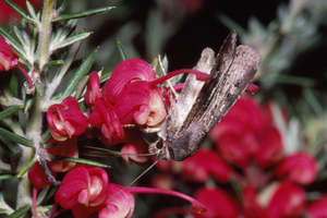 Ćma Bogong (Agrotis infusa)