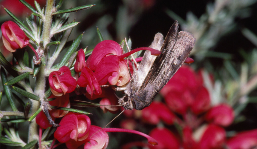 Ćma Bogong (Agrotis infusa)