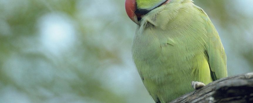 papuga aleksandretta 