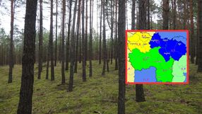 Pożary lasów w Wielkopolsce