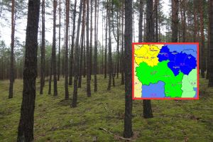 Pożary lasów w Wielkopolsce