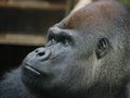 Goryl w warszawskim zoo