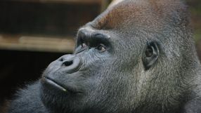 Goryl w warszawskim zoo