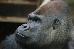 Goryl w warszawskim zoo