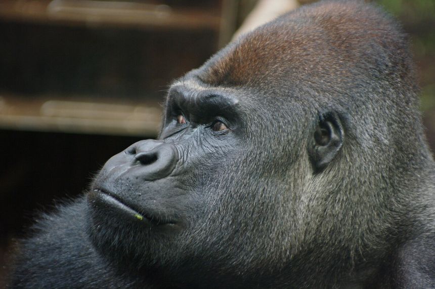 Goryl w warszawskim zoo